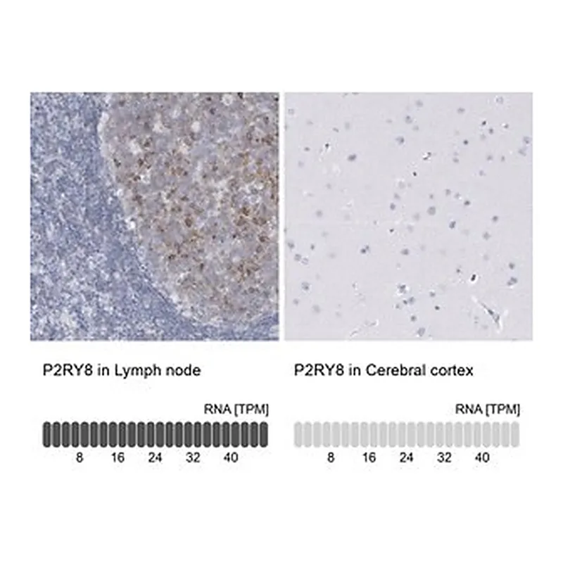 Merck Anti-P2RY8 antibody produced in rabbit