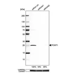 Merck Anti-PCMT1 antibody produced in rabbit