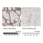 Merck Anti-PDIA3 antibody produced in rabbit