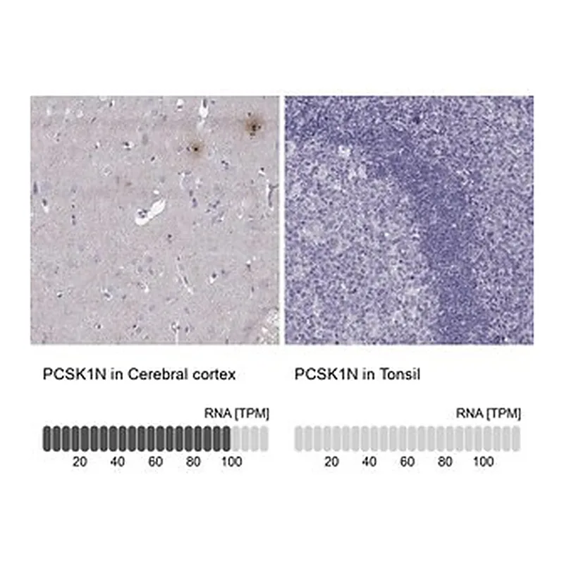 Merck Anti-PCSK1N antibody produced in rabbit