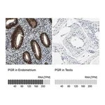 Merck Anti-PGR antibody produced in rabbit