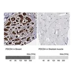 Merck Anti-PDCD4 antibody produced in rabbit