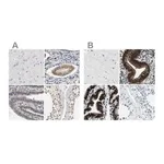 Merck Anti-PGR antibody produced in rabbit