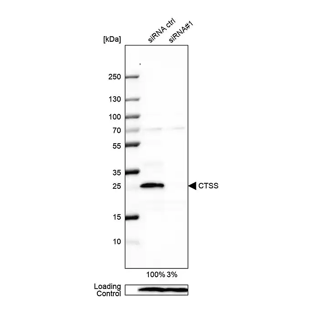 Merck Anti-CTSS antibody produced in rabbit