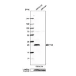 Merck Anti-CTSS antibody produced in rabbit