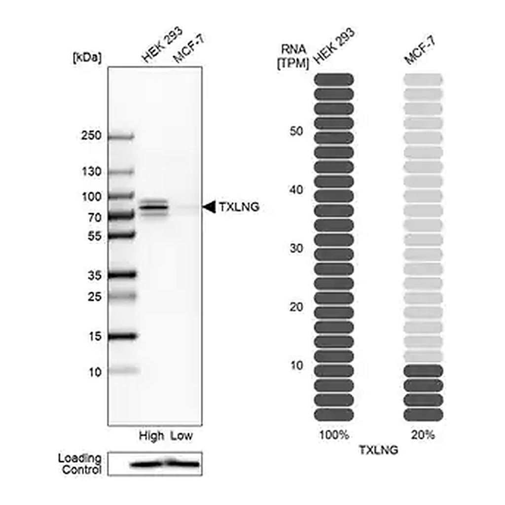 Merck ANTI-TXLNG antibody produced in rabbit