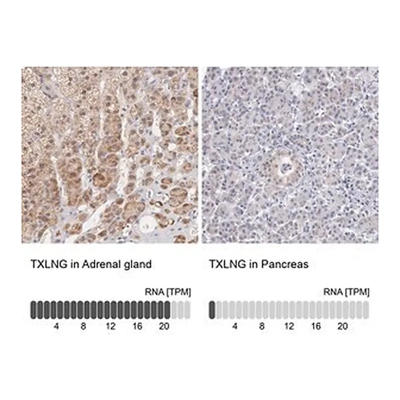 Merck ANTI-TXLNG antibody produced in rabbit