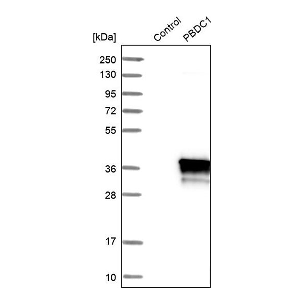 Merck Anti-PBDC1 antibody produced in rabbit