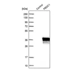 Merck Anti-PBDC1 antibody produced in rabbit