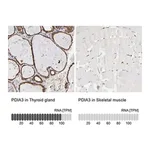 Merck Anti-PDIA3 antibody produced in rabbit