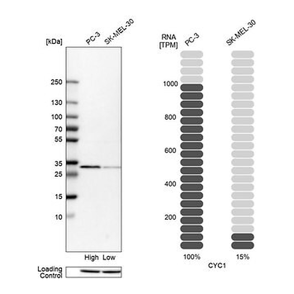 Merck Anti-CYC1 antibody produced in rabbit
