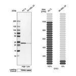 Merck Anti-CYC1 antibody produced in rabbit