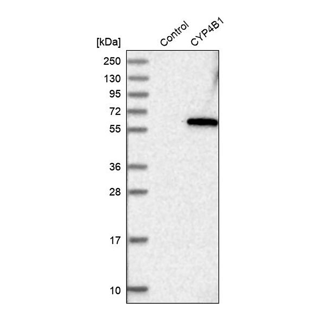 Merck Anti-CYP4B1 antibody produced in rabbit