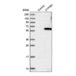 Merck Anti-CYP4B1 antibody produced in rabbit