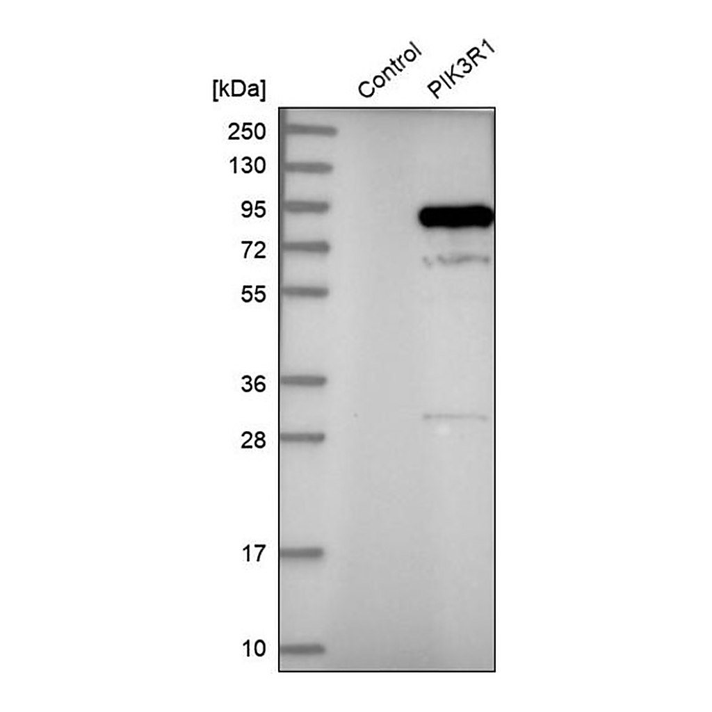 Merck Anti-PIK3R1 antibody produced in rabbit