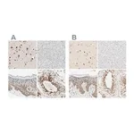Merck Anti-DAZAP1 antibody produced in rabbit