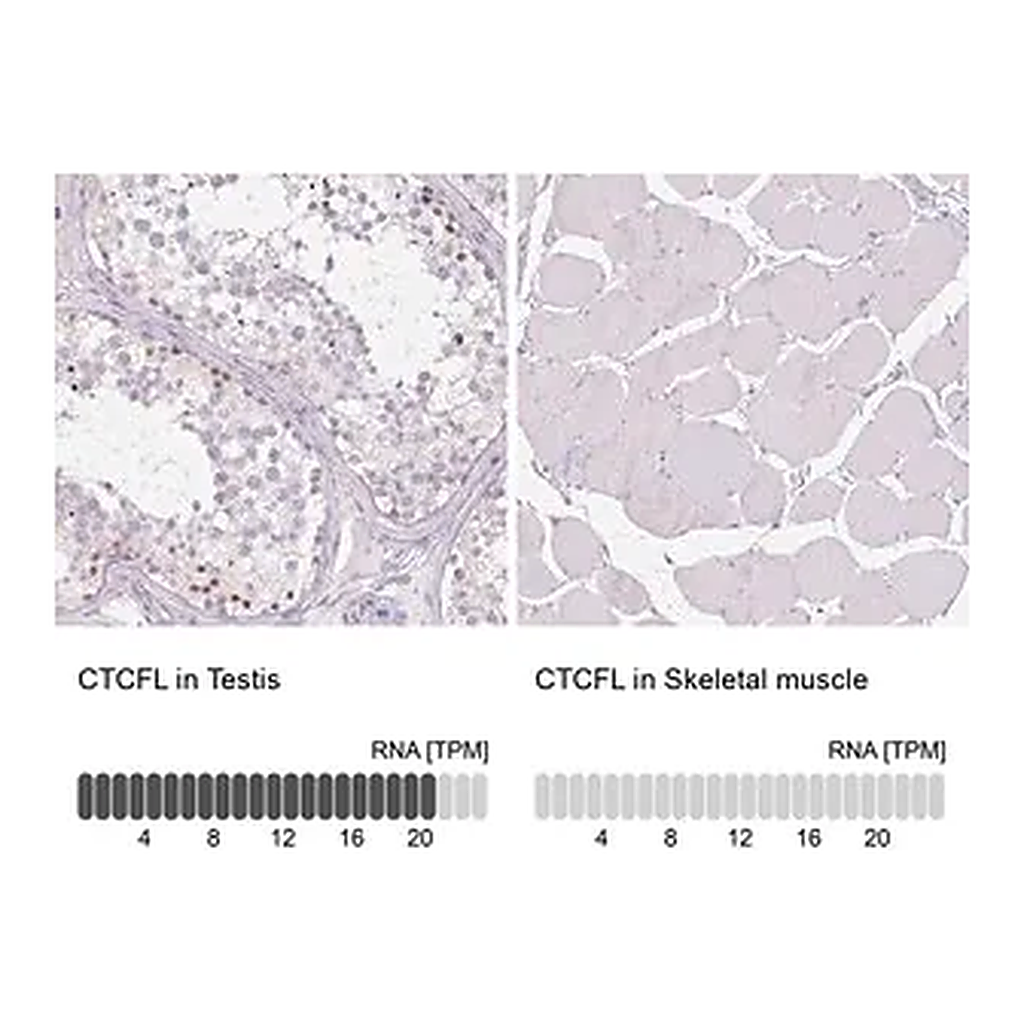 Merck Anti-CTCFL antibody produced in rabbit