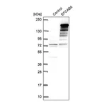 Merck Anti-EFCAB6 antibody produced in rabbit