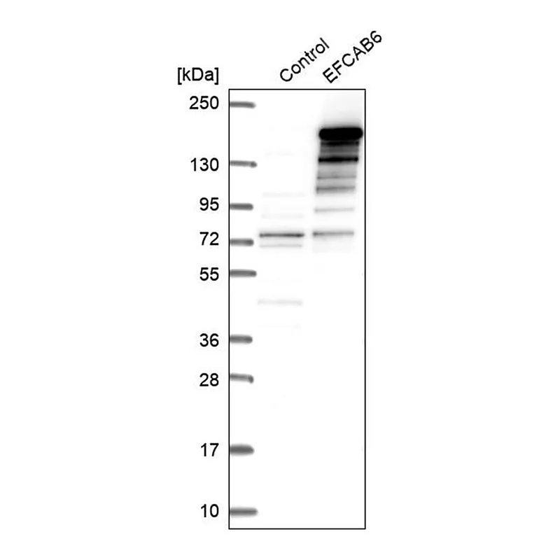 Merck Anti-EFCAB6 antibody produced in rabbit