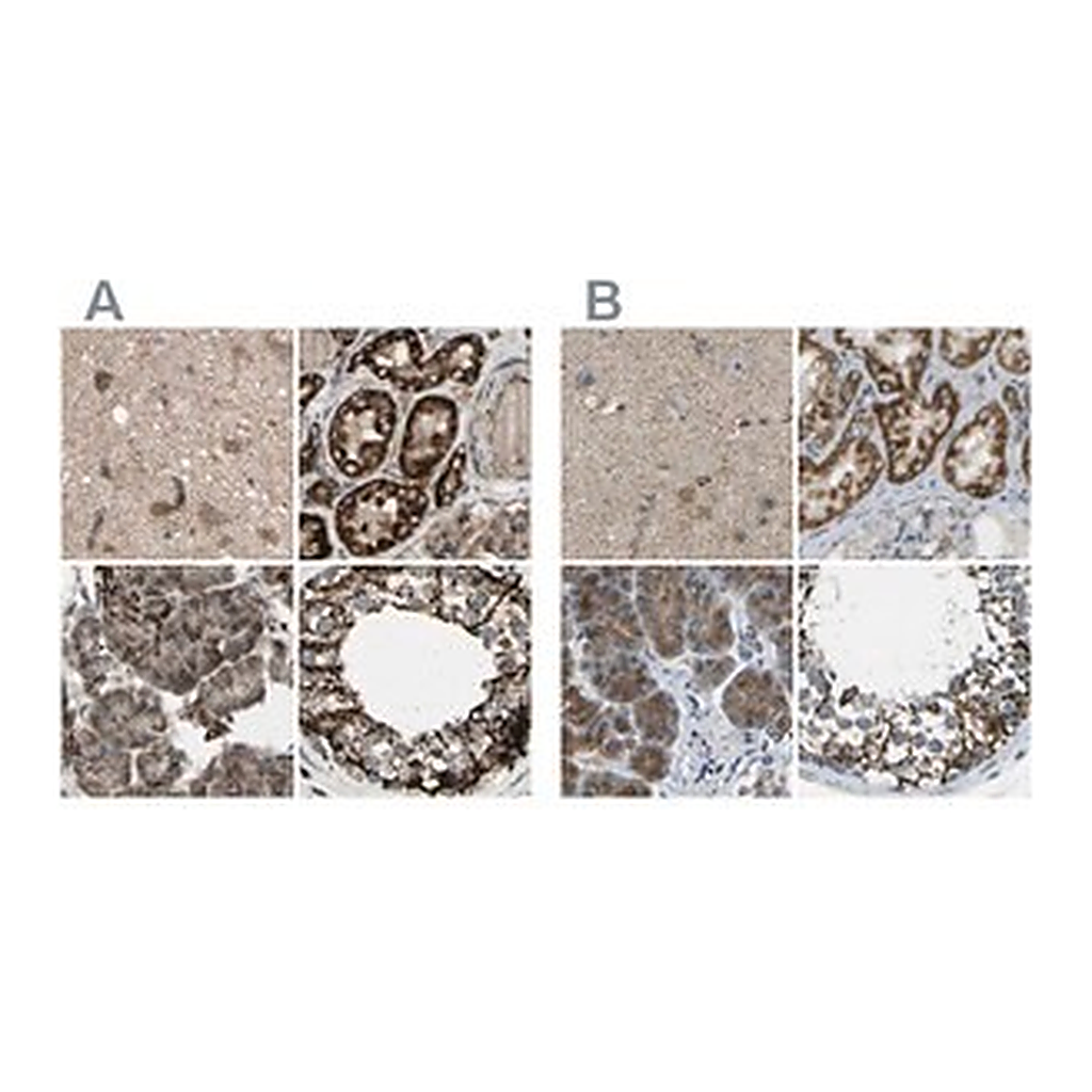 Merck Anti-CYB5R1 antibody produced in rabbit