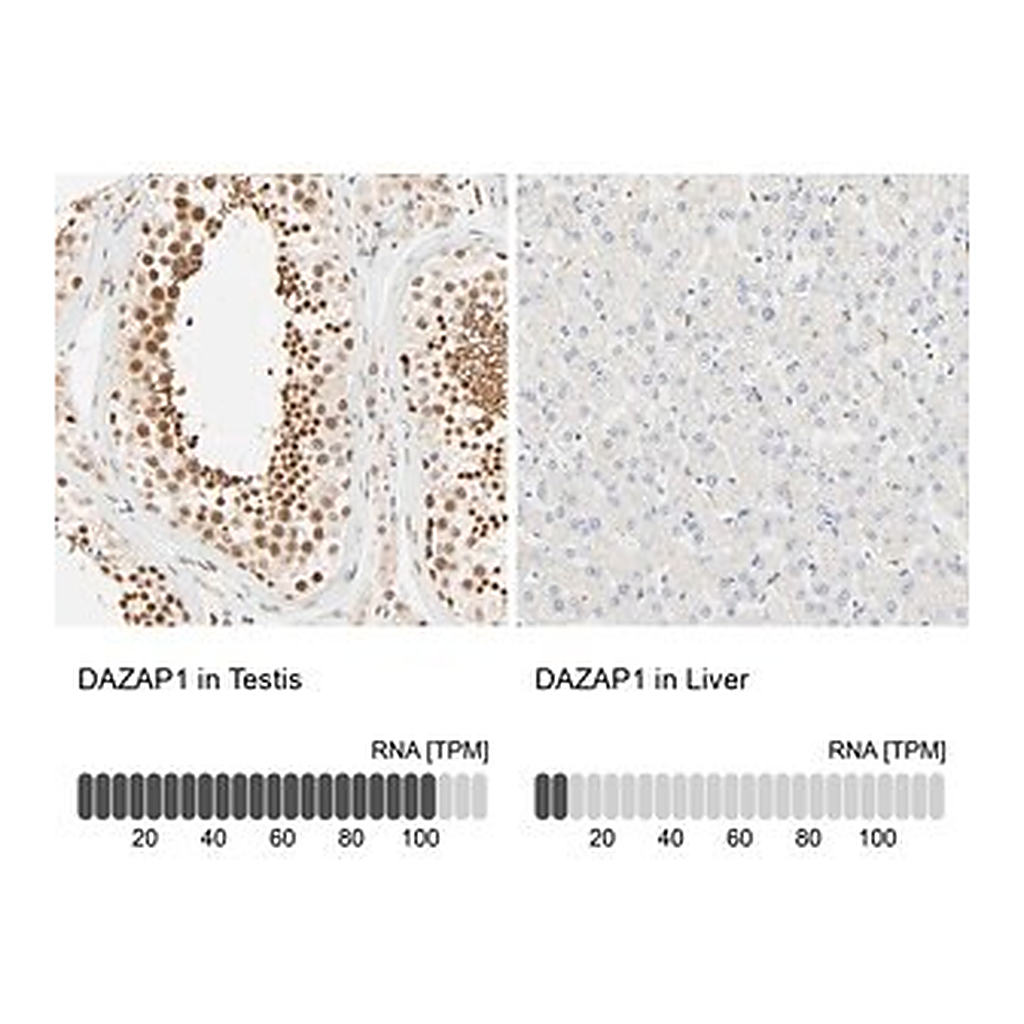 Merck Anti-DAZAP1 antibody produced in rabbit