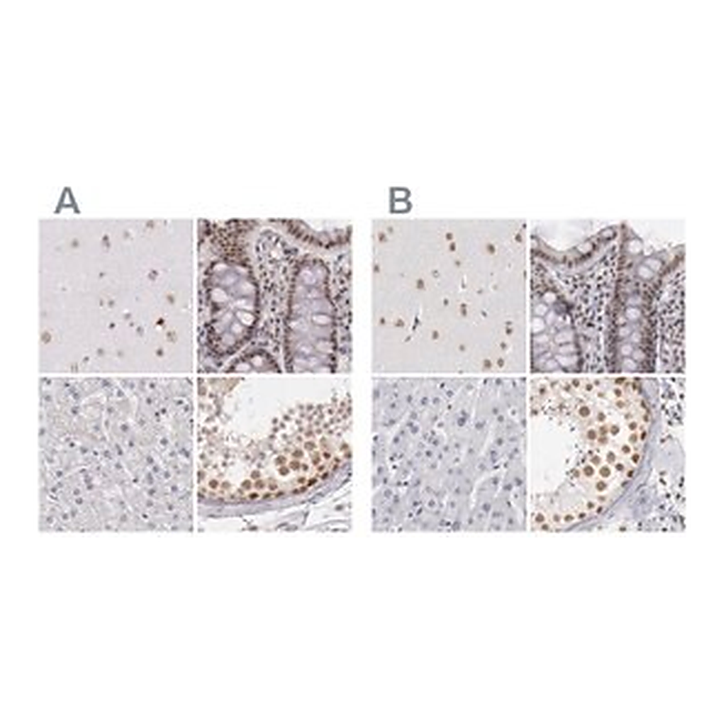 Merck Anti-DGCR14 antibody produced in rabbit