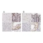 Merck Anti-DGCR14 antibody produced in rabbit