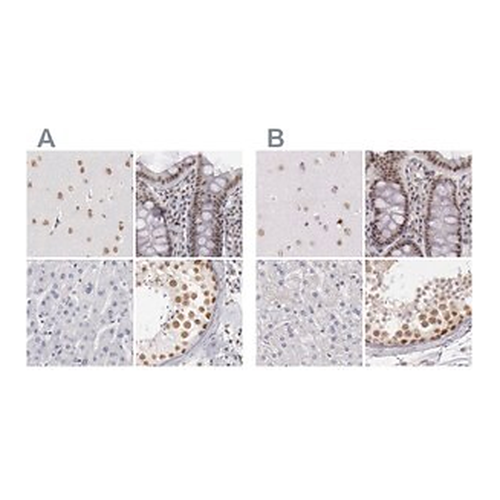 Merck Anti-DGCR14 antibody produced in rabbit