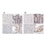 Merck Anti-DGCR14 antibody produced in rabbit