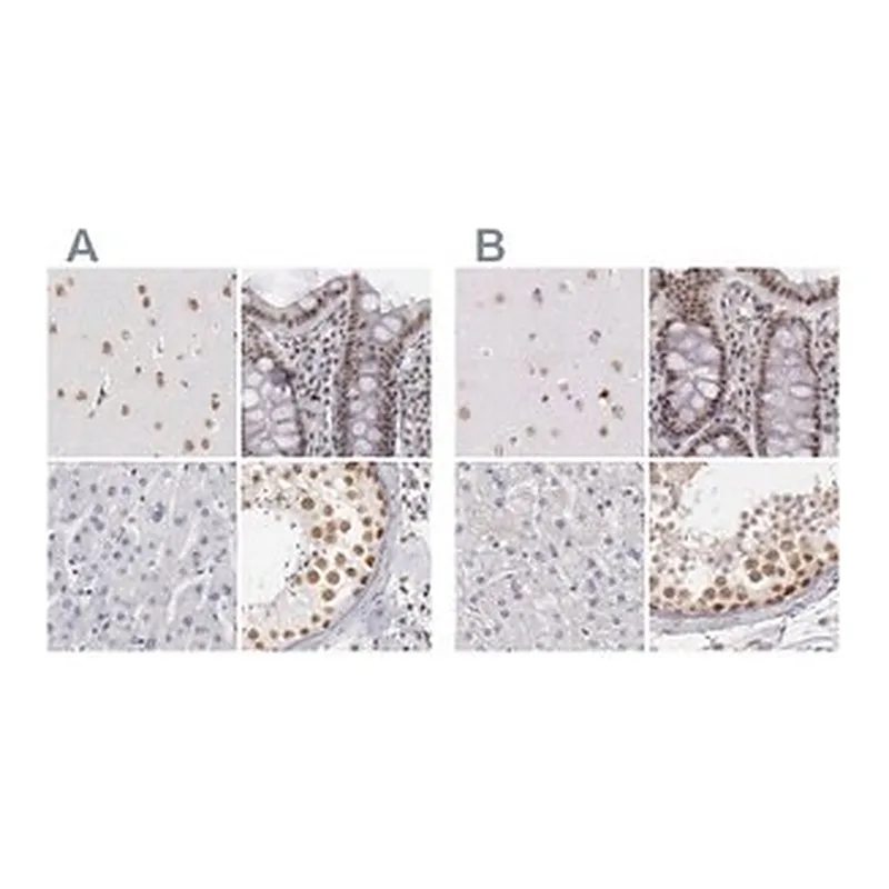 Merck Anti-DGCR14 antibody produced in rabbit