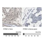Merck Anti-PITRM1 antibody produced in rabbit
