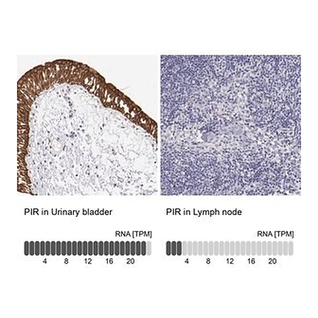 Merck Anti-PIR antibody produced in rabbit