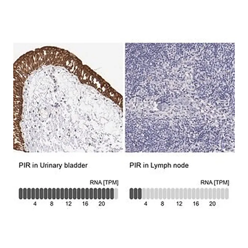 Merck Anti-PIR antibody produced in rabbit