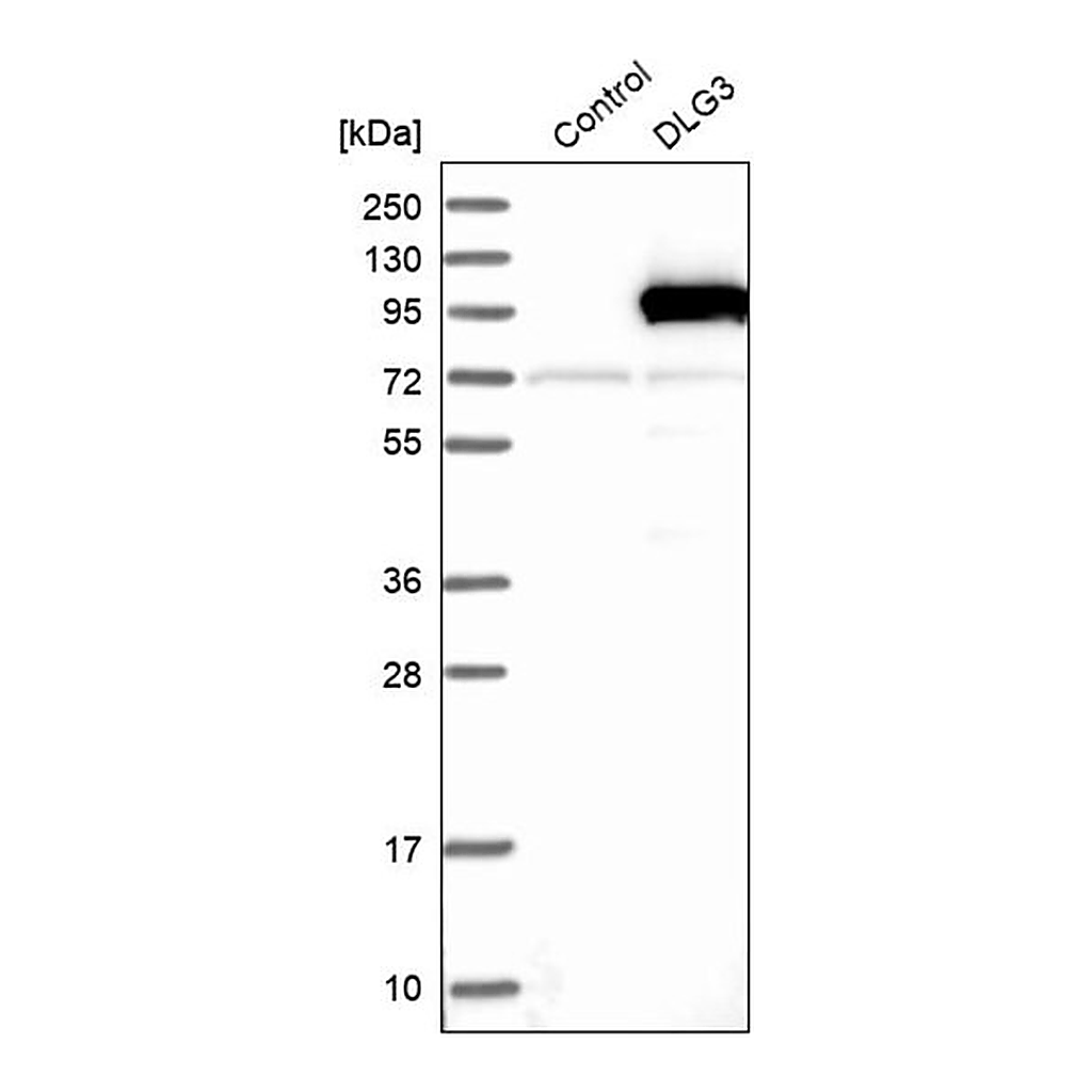 Merck Anti-DLG3 antibody produced in rabbit