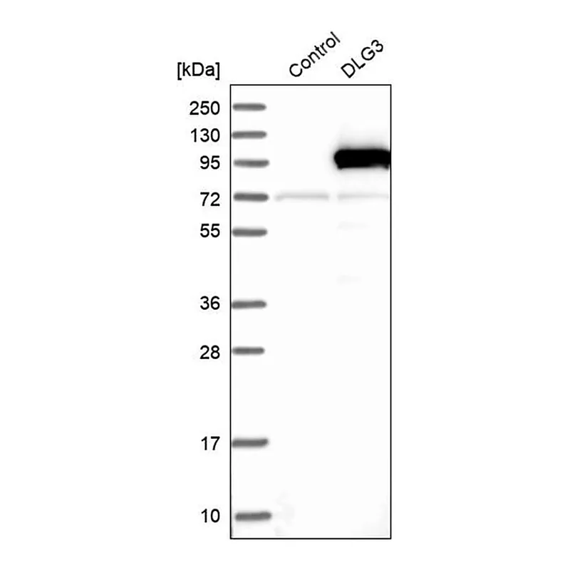 Merck Anti-DLG3 antibody produced in rabbit