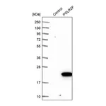Merck Anti-POLR2F antibody produced in rabbit