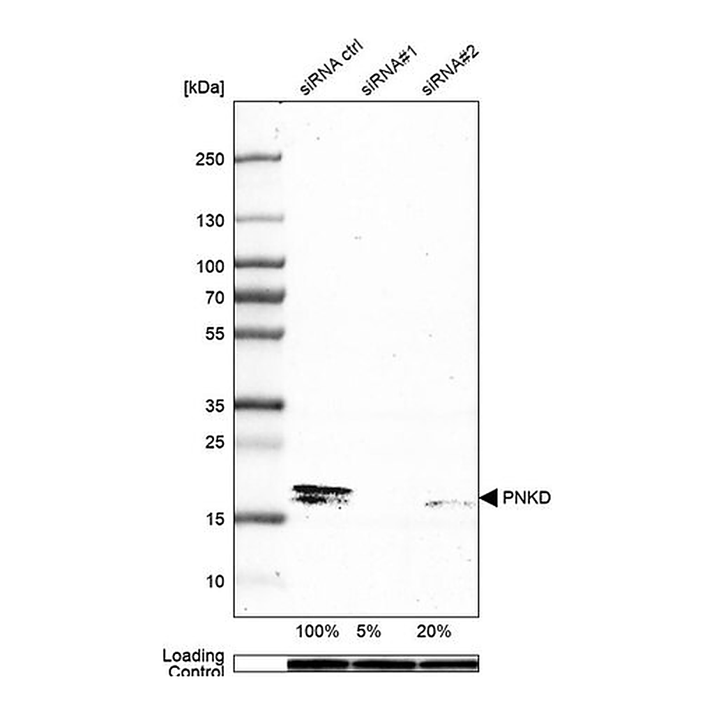 Merck Anti-PNKD antibody produced in rabbit