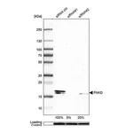 Merck Anti-PNKD antibody produced in rabbit