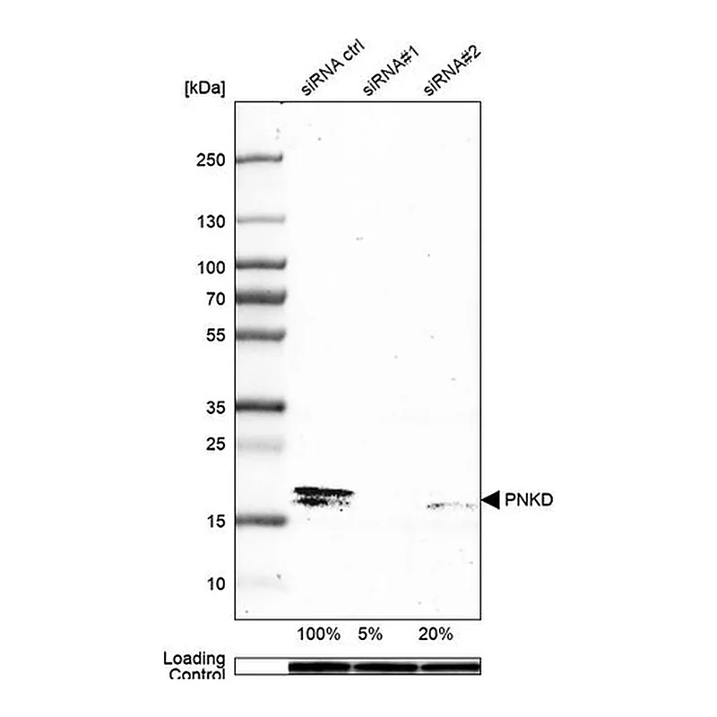 Merck Anti-PNKD antibody produced in rabbit