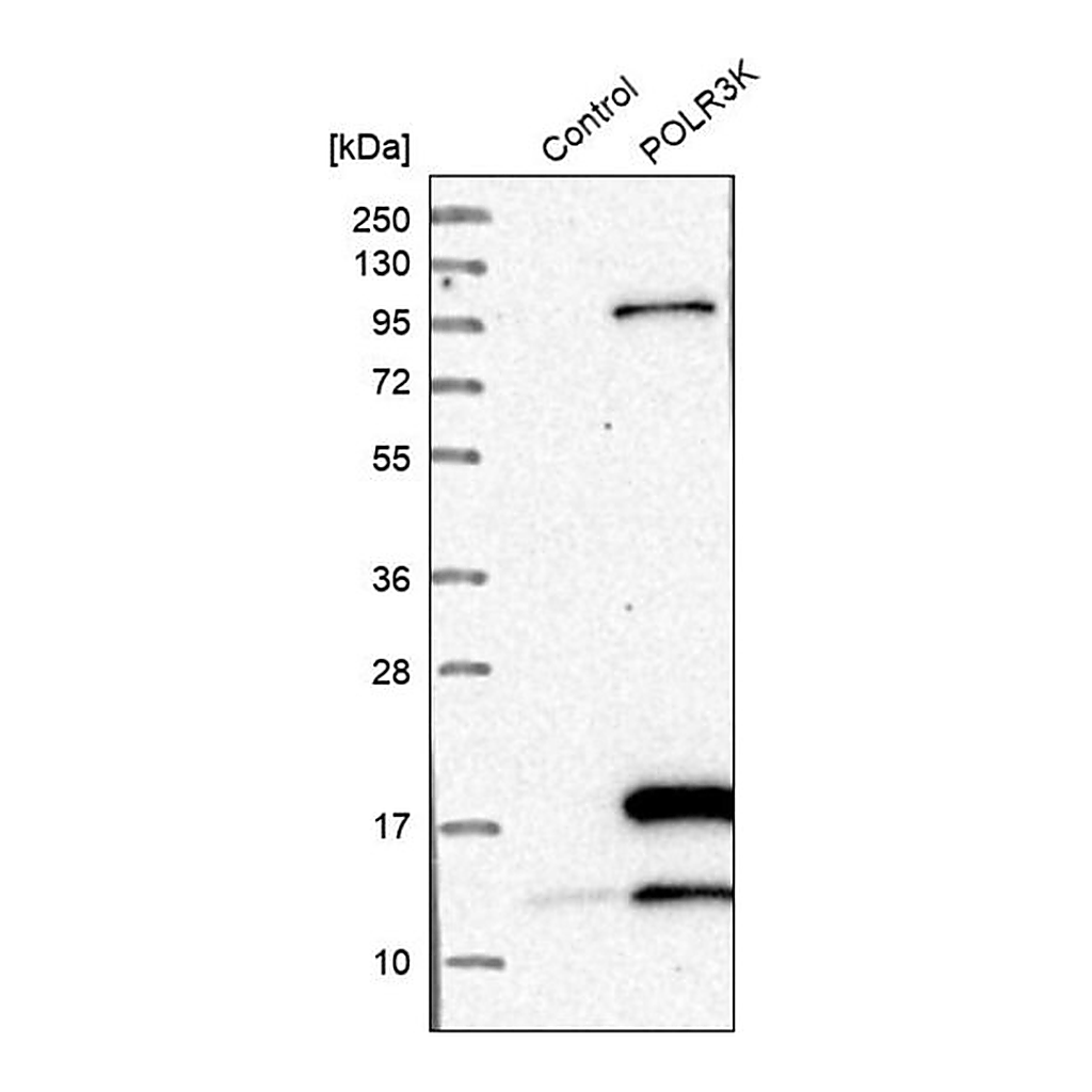 Merck Anti-POLR3K antibody produced in rabbit