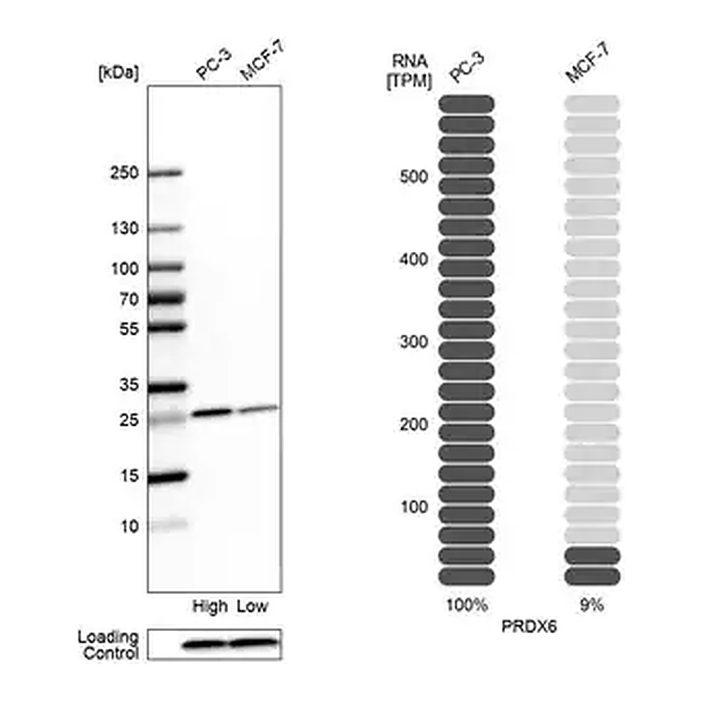 Merck Anti-PRDX6 antibody produced in rabbit