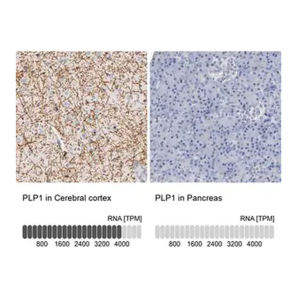 Merck Anti-PLP1 antibody produced in rabbit
