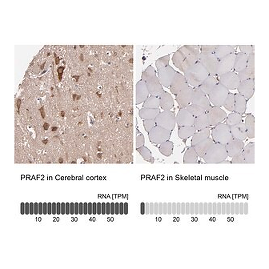 Merck Anti-PRAF2 antibody produced in rabbit