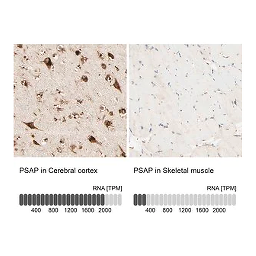 Merck Anti-PSAP antibody produced in rabbit