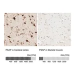 Merck Anti-PSAP antibody produced in rabbit