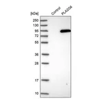 Merck Anti-PLA2G6 antibody produced in rabbit