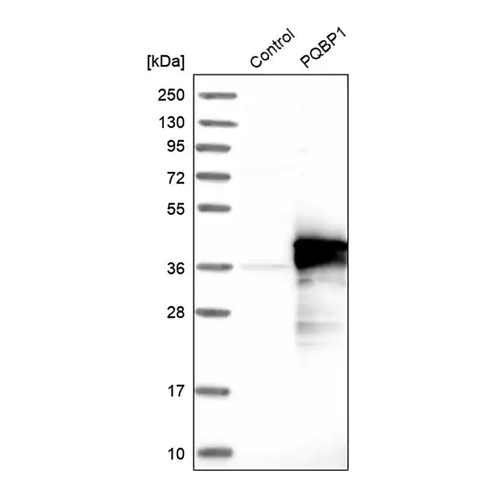 Merck Anti-PQBP1 antibody produced in rabbit
