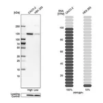 Merck Anti-PPFIBP1 antibody produced in rabbit