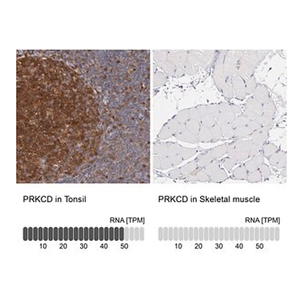 Merck Anti-PRKCD antibody produced in rabbit