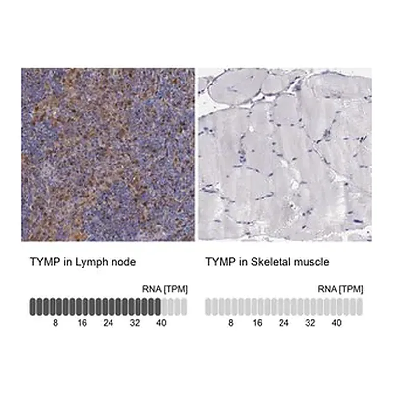Merck Anti-TYMP antibody produced in rabbit